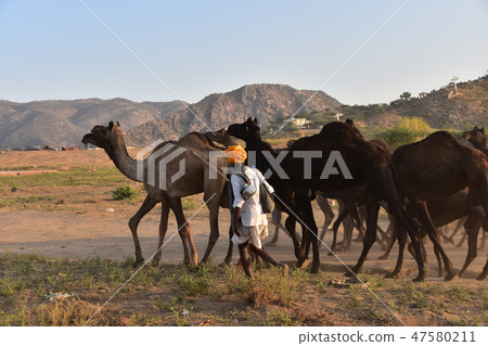 A camel's gathering in the desert during the Pushkar camel festival in India A camel-wielding man who takes care of the camel A camel's gathering in the desert during the Pushkar camel festival in India A camel-wielding man who takes care of the camel 47580211