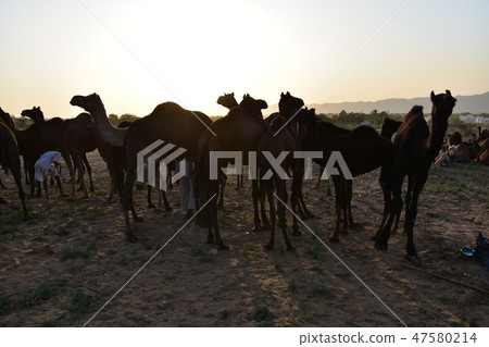 A group of camels gathering in the desert during the Pushkar camel festival in Rajasthan Province, India and a beautiful sunset A group of camels gathering in the desert during the Pushkar camel festival in Rajasthan Province, India and a beautiful sunset 47580214