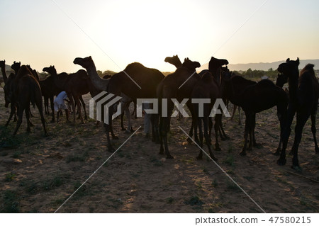 A group of camels gathering in the desert during the Pushkar camel festival in Rajasthan Province, India and a beautiful sunset 47580215