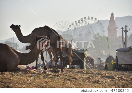 A group of camels gathered in the desert during the Pushkar camel festival in India Ferris wheel of the amusement park and the Hindu temple A group of camels gathered in the desert during the Pushkar camel festival in India Ferris wheel of the amusement park and the Hindu temple 47580243