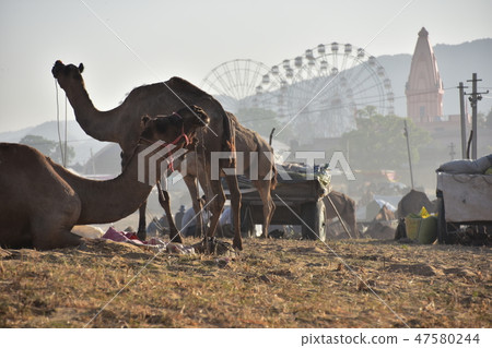 A group of camels gathered in the desert during the Pushkar camel festival in India Ferris wheel of the amusement park and the Hindu temple A group of camels gathered in the desert during the Pushkar camel festival in India Ferris wheel of the amusement park and the Hindu temple 47580244