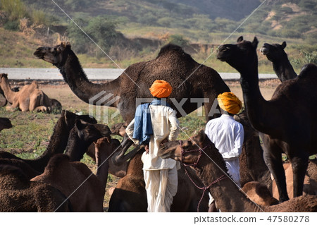 A camel's gathering in the desert during the Pushkar camel festival in India A camel-wielding man who takes care of the camel A camel's gathering in the desert during the Pushkar camel festival in India A camel-wielding man who takes care of the camel 47580278