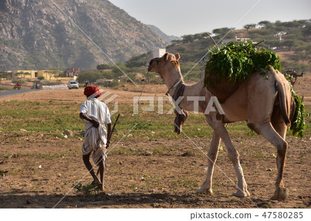 A camel led guiding a camel carrying the psyche grass of Indian Rajasthan on his back A camel led guiding a camel carrying the psyche grass of Indian Rajasthan on his back 47580285