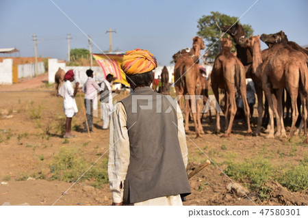 印度普什卡駱駝節期間駱駝聚集在沙漠中一個照顧駱駝的駱駝男子 47580301