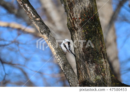 Shimaneenaga sticks to the tree branch 47580453