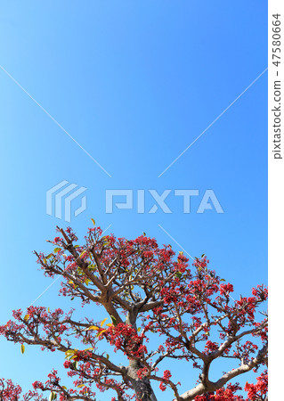 Pirakansa Pirakansa 47580664