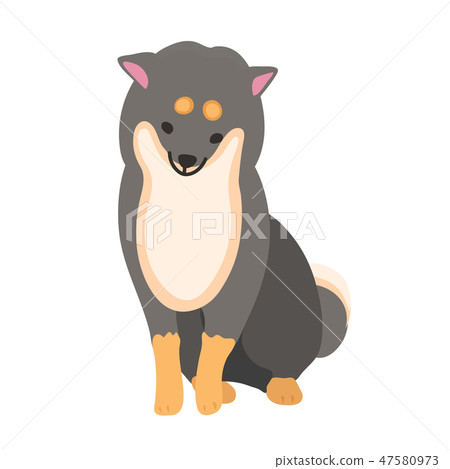 Shiba Inui狗Kuroba姿勢面部表情先生 47580973