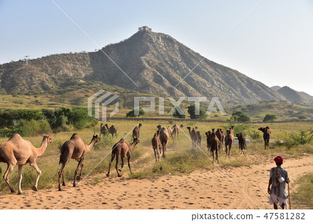 A camel swarm in the desert during the Pushkar camel festival in India A camel men who take care of the camels A camel swarm in the desert during the Pushkar camel festival in India A camel men who take care of the camels 47581282
