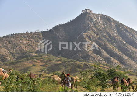 A group of camels gathering in the desert during the Pushkar camel festival in India Hindu temple on the hill A group of camels gathering in the desert during the Pushkar camel festival in India Hindu temple on the hill 47581297