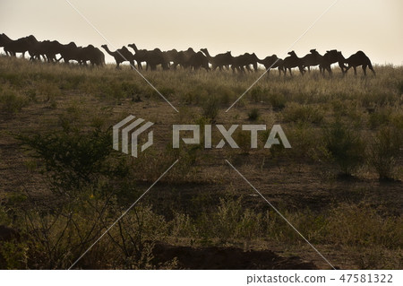 A group of camels gathered in the desert during the Pushkar camel festival in Rajasthan Province, India A group of camels gathered in the desert during the Pushkar camel festival in Rajasthan Province, India 47581322