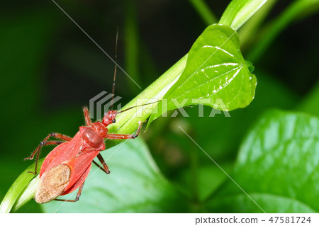 Red turtle Red turtle 47581724