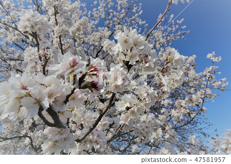 Cherry blossoms in Takadagawa Manzawa Cherry blossoms in Takadagawa Manzawa 47581957