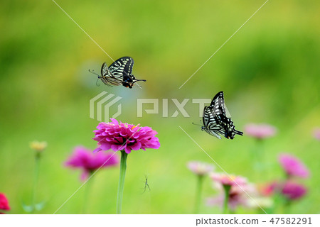 Tiger butterfly spring flower Tiger butterfly spring flower 47582291