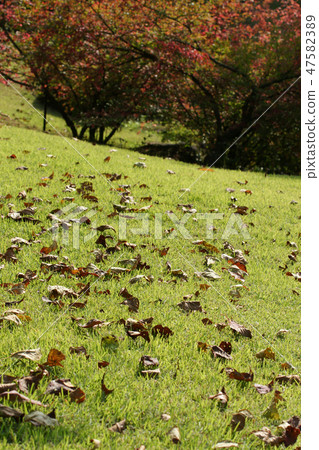 Tottori walk in the four seasons autumn flower corridor Tottori walk in the four seasons autumn flower corridor 47582389