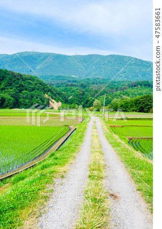 初夏的鄉村景觀 47583661