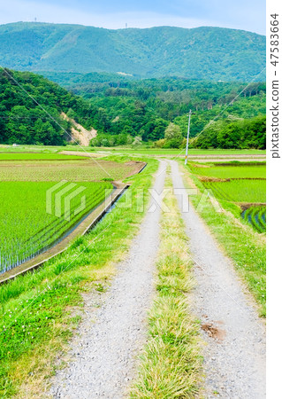 初夏的鄉村景觀 47583664