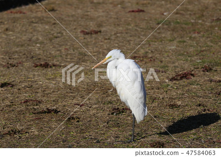 Daisaki with one foot standing 47584063