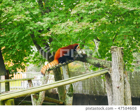 Lesser Panda Zoo Lesser Panda Zoo 47584608