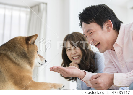 A couple keeping a Shiba Inu A couple keeping a Shiba Inu 47585147