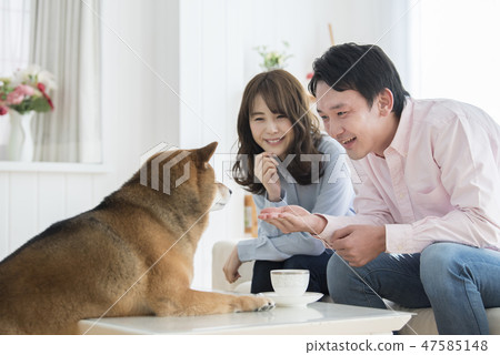 A couple keeping a Shiba Inu A couple keeping a Shiba Inu 47585148