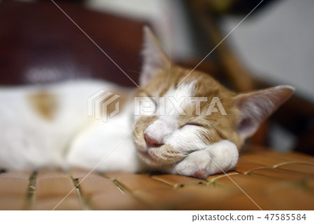 Pet cat Pet cat 47585584