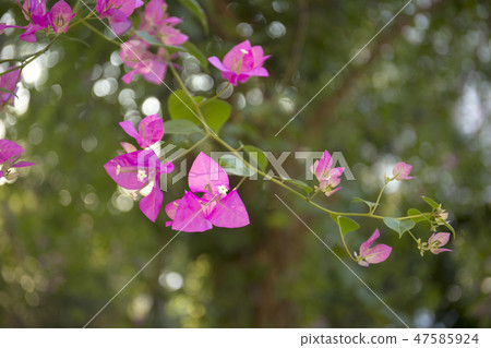 Blooming bougainvillea blur background. Pink magenta flowers. Blooming bougainvillea blur background. Pink magenta flowers. 47585924