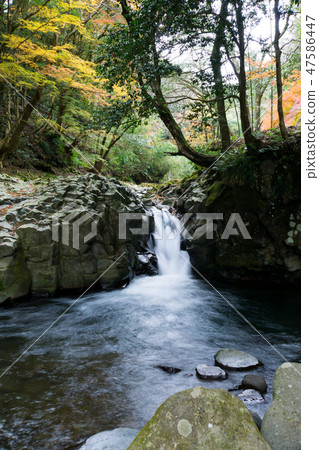 [靜岡縣]河津楠螃蟹瀑布 47586447