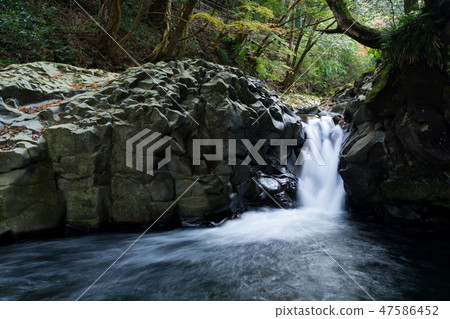 [靜岡縣]河津楠螃蟹瀑布 47586452