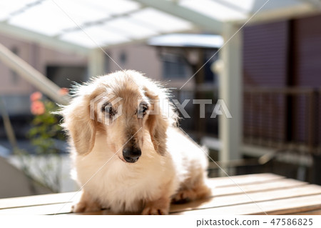 老狗達克斯獵犬 老狗達克斯獵犬 47586825