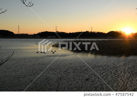 Teganuma·水鳥的晚上風景 Teganuma·水鳥的晚上風景 47587542