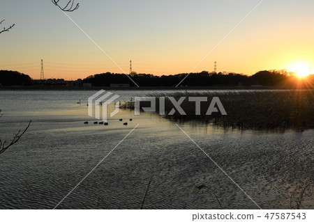 Teganuma·水鳥的晚上風景 Teganuma·水鳥的晚上風景 47587543