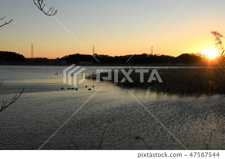 Teganuma·水鳥的晚上風景 Teganuma·水鳥的晚上風景 47587544