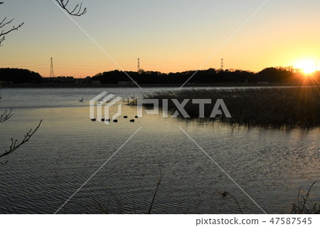 Tannonagano日落風景·水鳥 Tannonagano日落風景·水鳥 47587545
