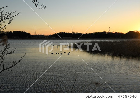 Teganuma·水鳥的晚上風景 Teganuma·水鳥的晚上風景 47587546