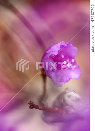 Flowers of April Flowers of April 47587766