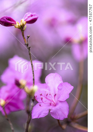 Flowers of April 47587767