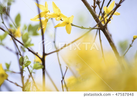 Flowers of April 47587848