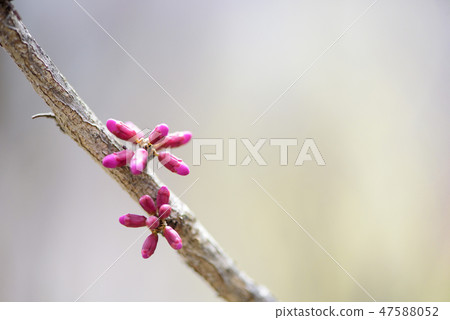 四月的花 47588052