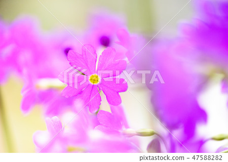 四月的花 47588282