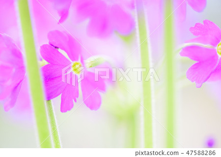 四月的花 47588286