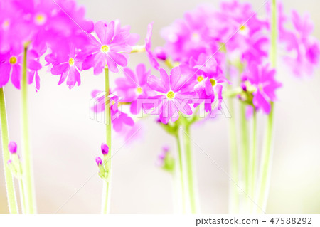 四月的花 47588292