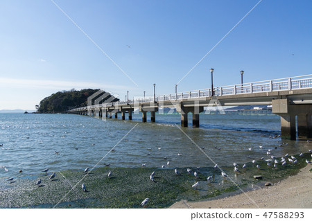 [愛知] Gamagori Takeshima 47588293