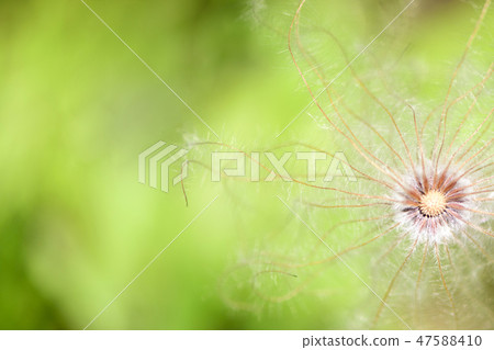 Flowers of April 47588410