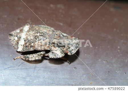 Caterpillar larva (insect) 47589022