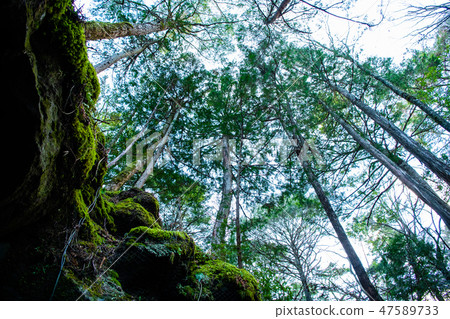 Fuji Mountain Futaki 47589733