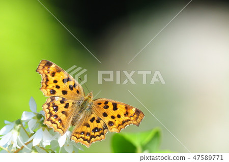 Kitatteha and Ugi flowers Kitatteha and Ugi flowers 47589771