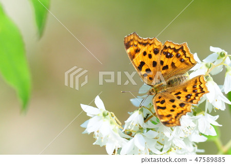 Kitatteha and Ugi flowers 47589885
