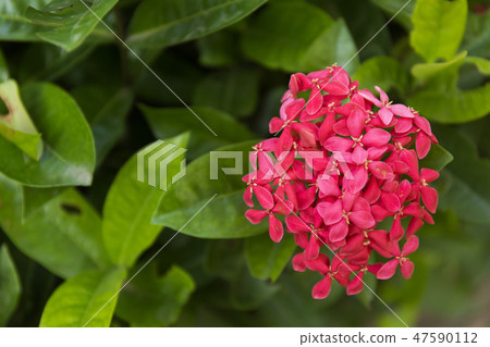 Pink flowers on green leaves background. Pink flowers on green leaves background. 47590112