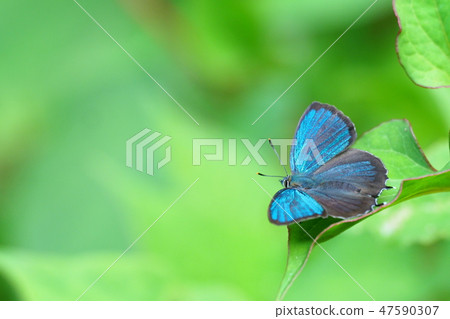 Midorishigimi(男) Midorishigimi(男) 47590307