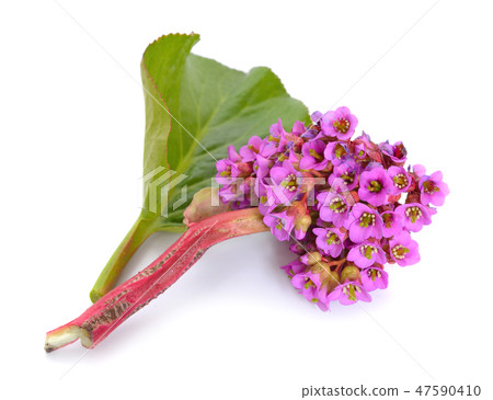 Bergenia crassifolia 47590410
